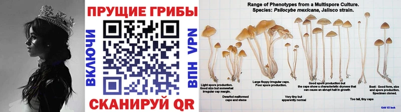 где продают наркотики  Алейск  Галлюциногенные грибы Psilocybe 